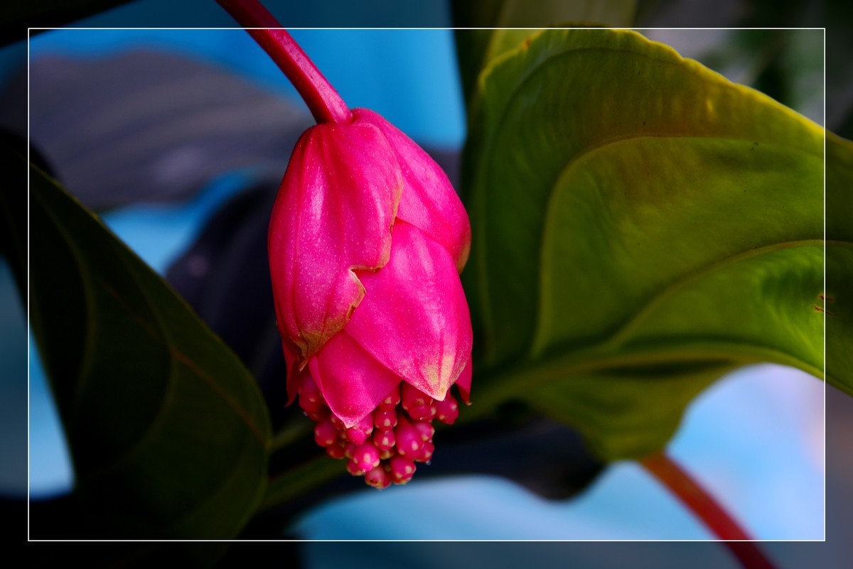 生态园拍宝莲花