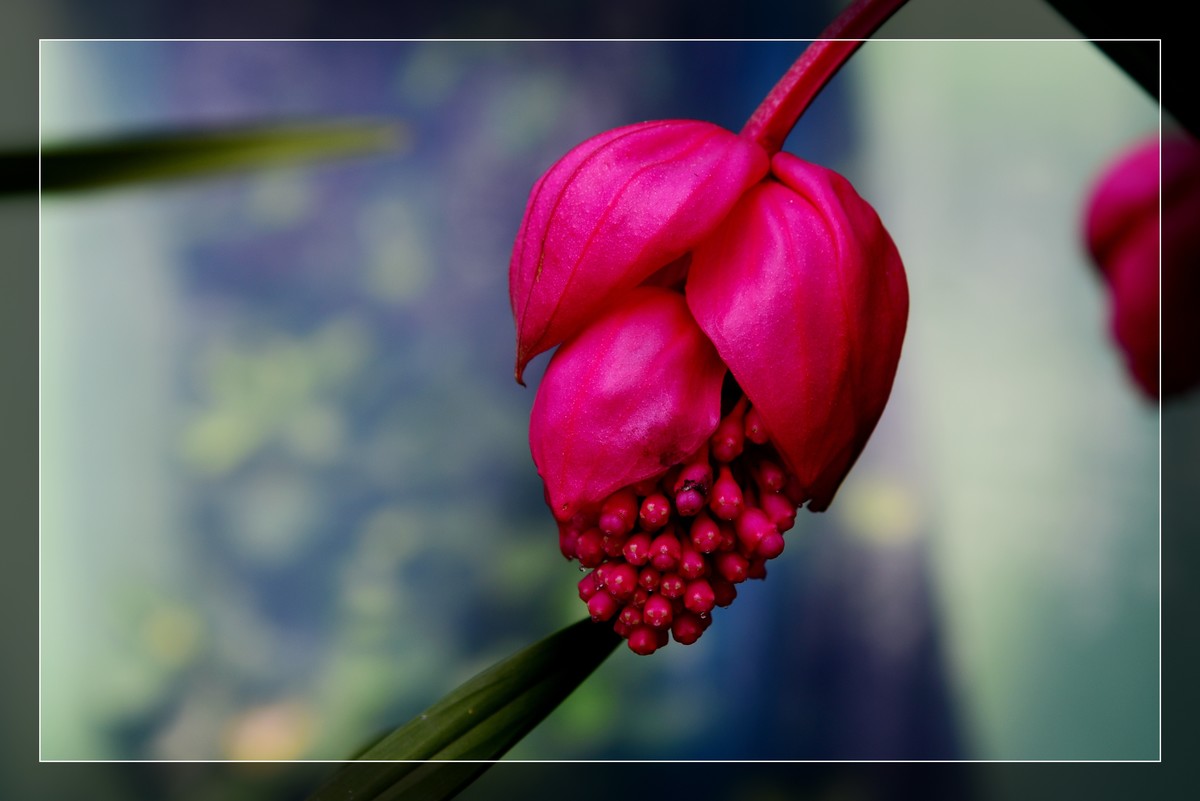 生态园拍宝莲花