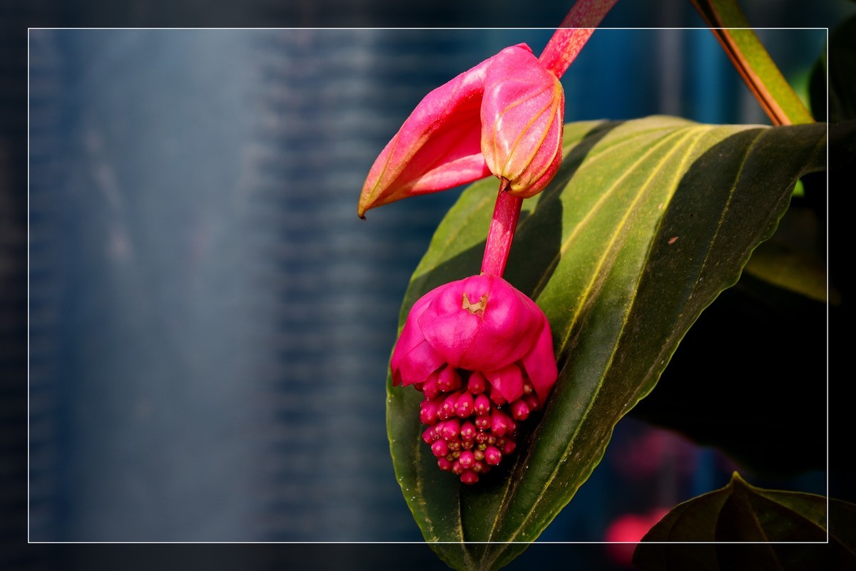 生态园拍宝莲花