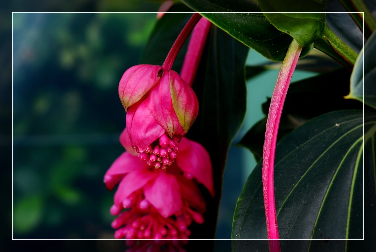 生态园拍宝莲花