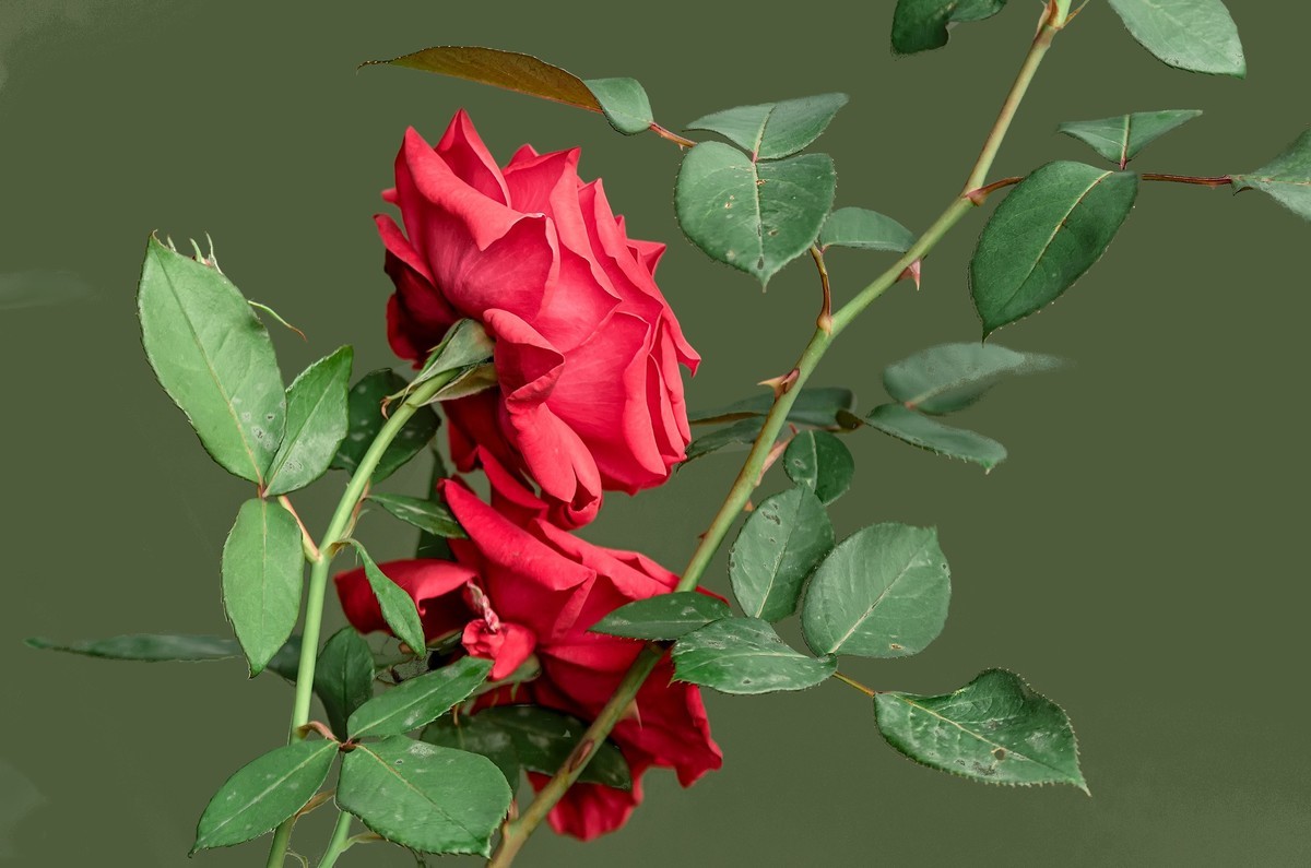 山花烂漫  之 《玫瑰花》