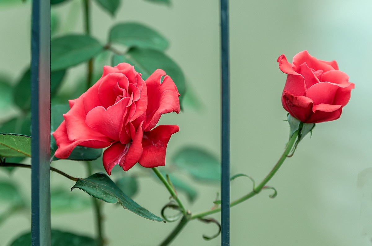 山花烂漫  之 《玫瑰花》