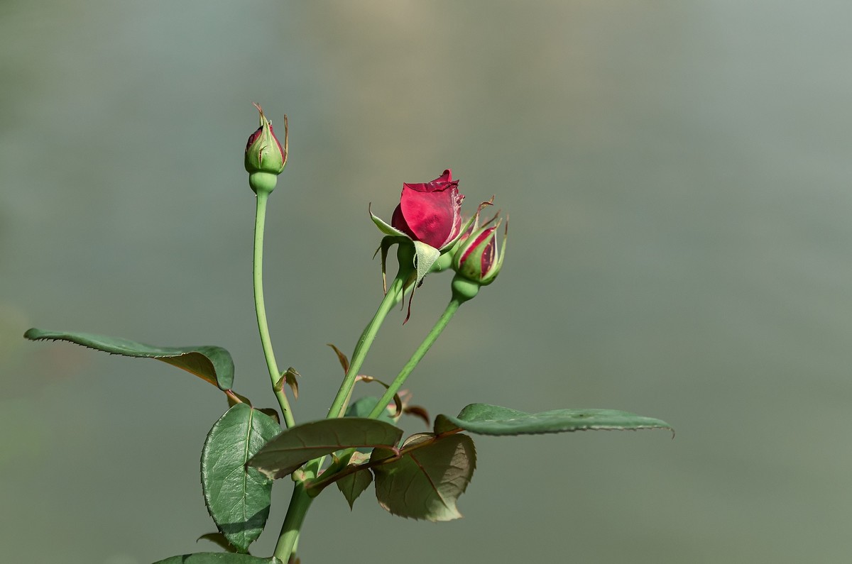 山花烂漫  之 《玫瑰花》