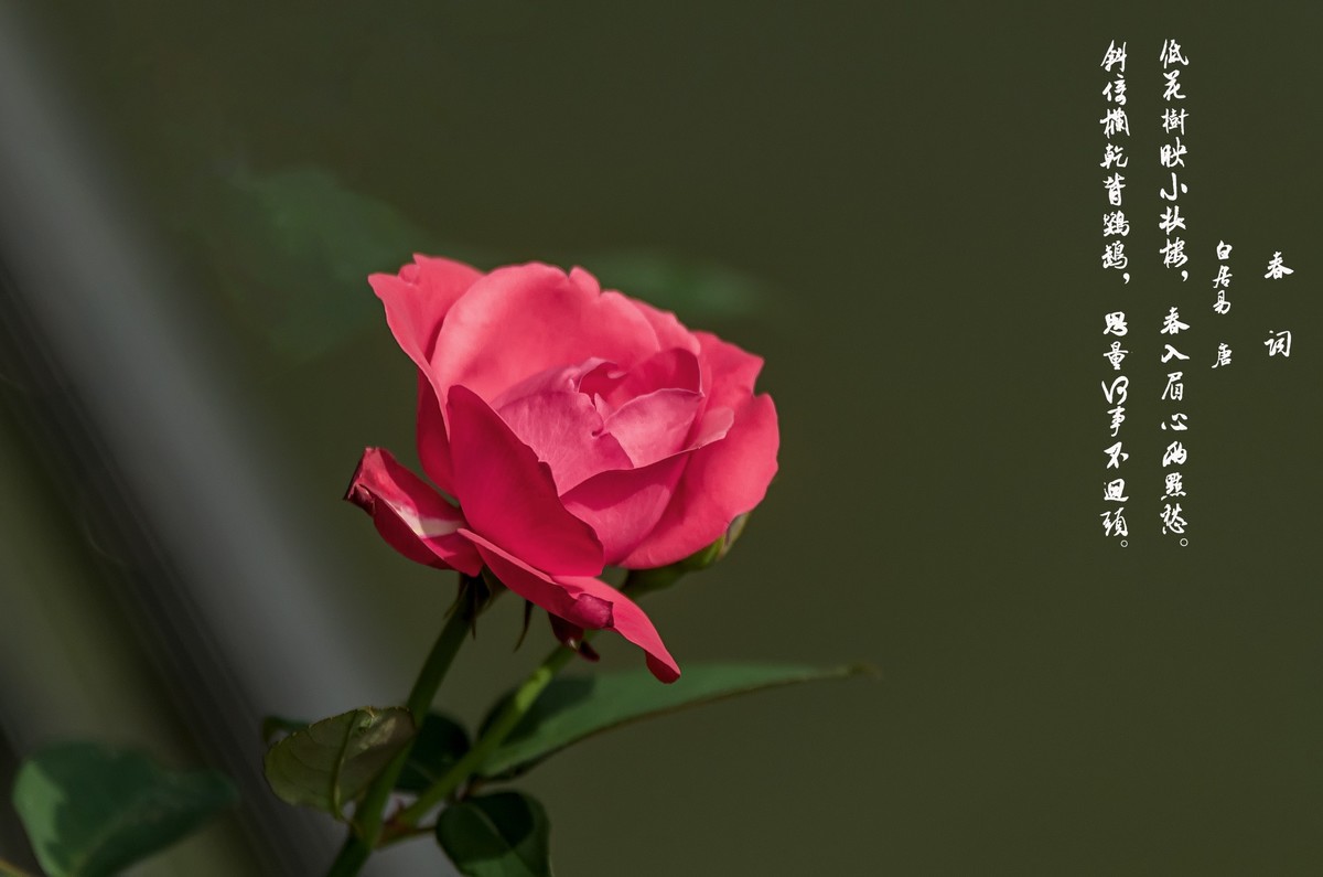 山花烂漫  之 《玫瑰花》