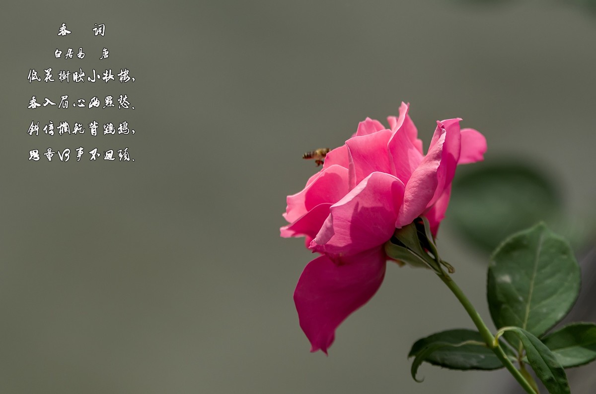 山花烂漫  之 《玫瑰花》