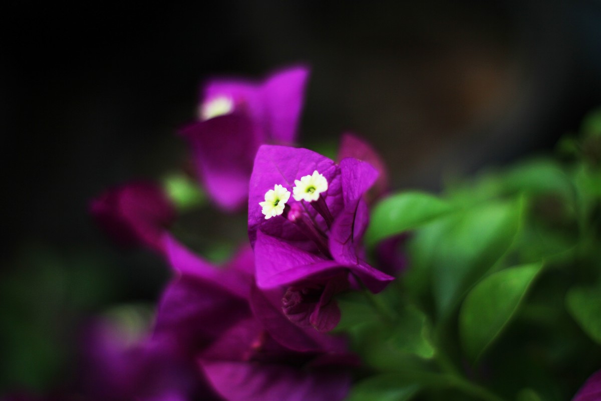 没事，拍了几张花花草草