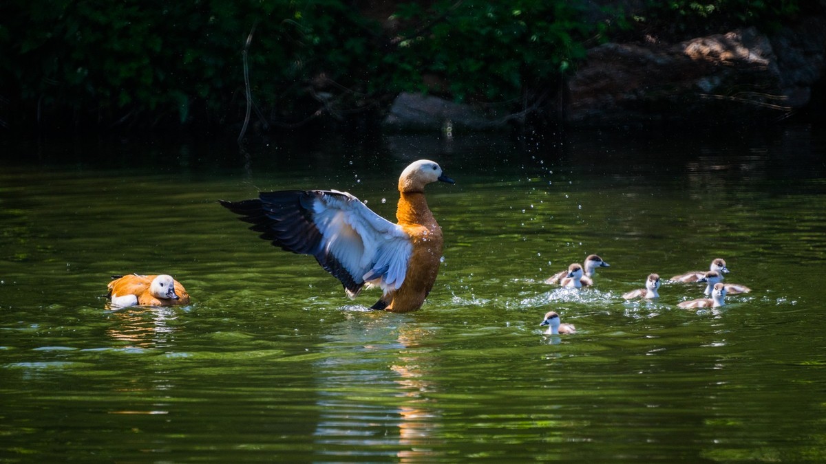 白云雁水的赤麻鸭一家 （三）