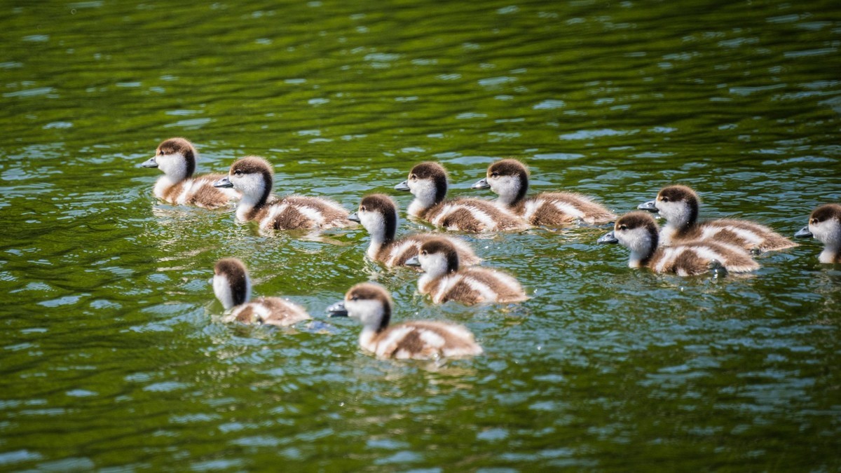 白云雁水的赤麻鸭一家 （三）
