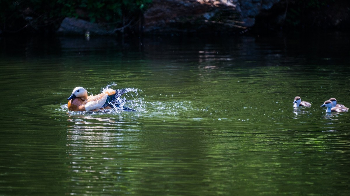 白云雁水的赤麻鸭一家 （三）