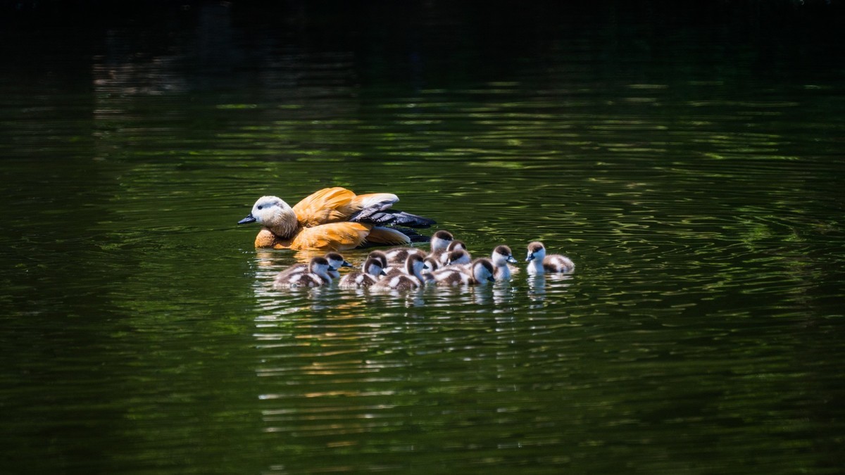 白云雁水的赤麻鸭一家 （三）