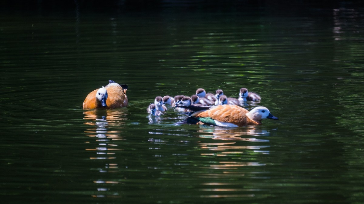 白云雁水的赤麻鸭一家 （三）