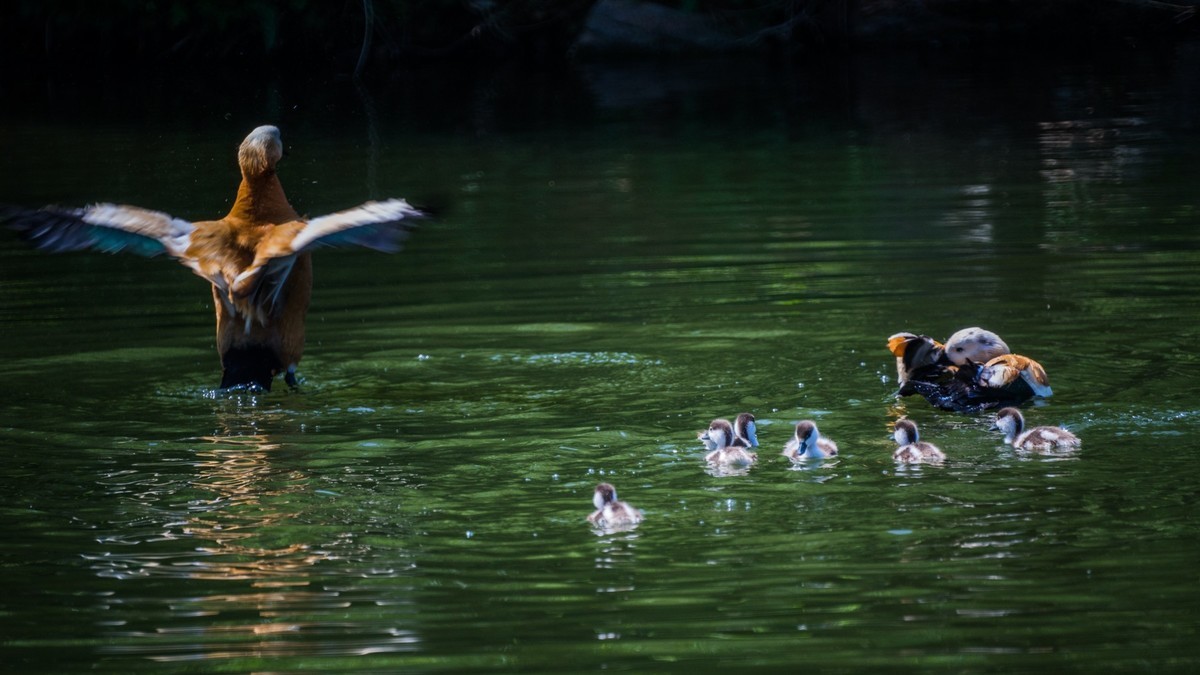 白云雁水的赤麻鸭一家 （三）