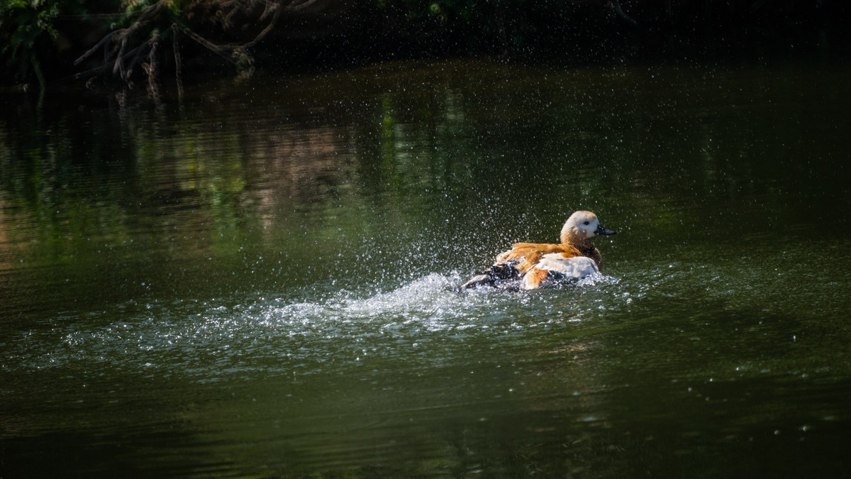 白云雁水的赤麻鸭一家 （三）