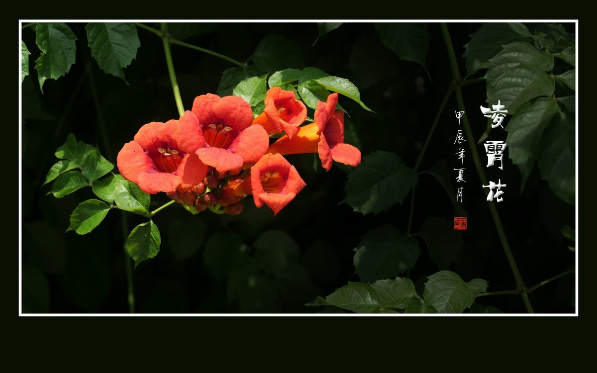 红彤彤的凌霄花