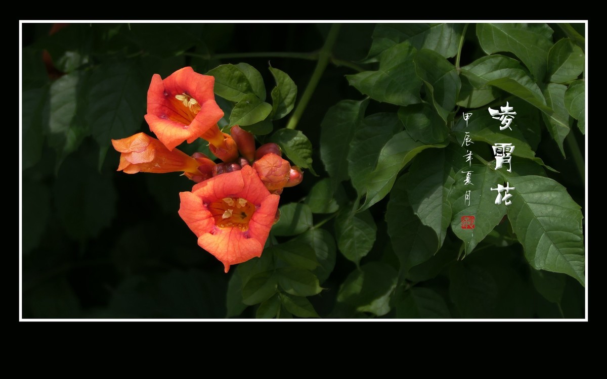 红彤彤的凌霄花