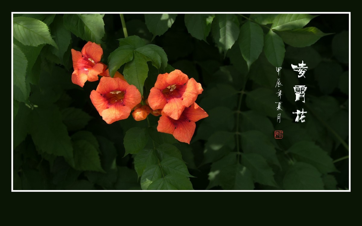 红彤彤的凌霄花