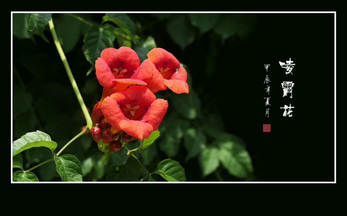 红彤彤的凌霄花