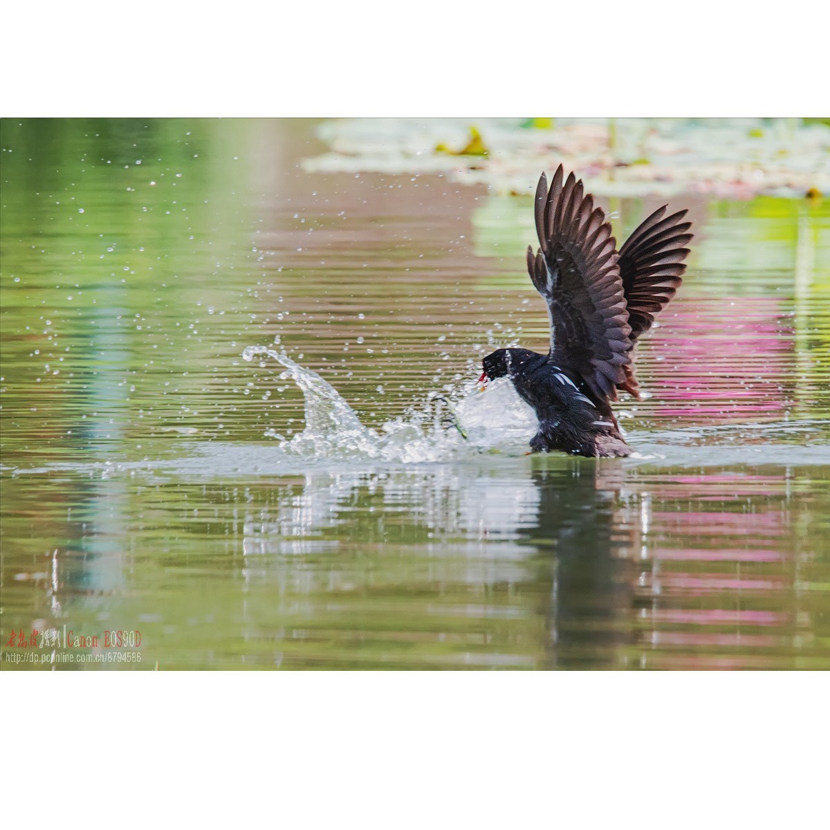 黑水鸡：领地保卫战