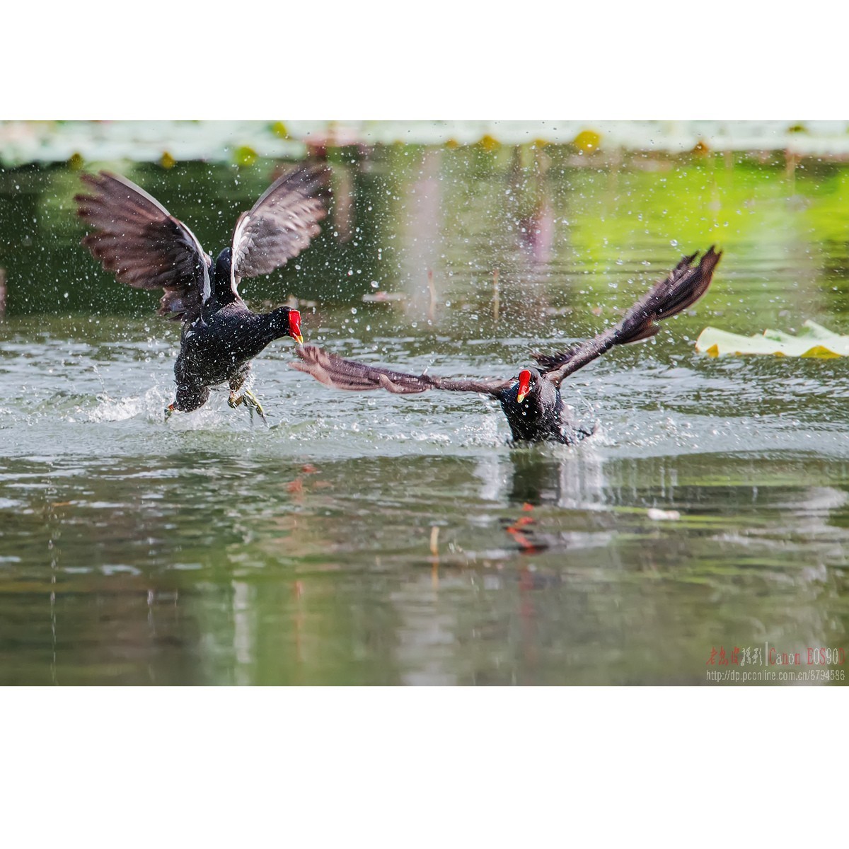 黑水鸡：领地保卫战
