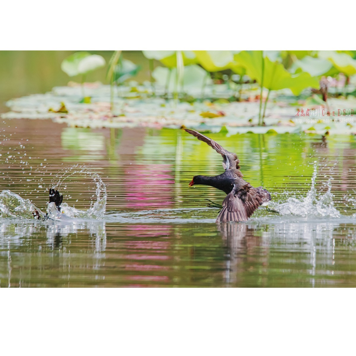 黑水鸡：领地保卫战