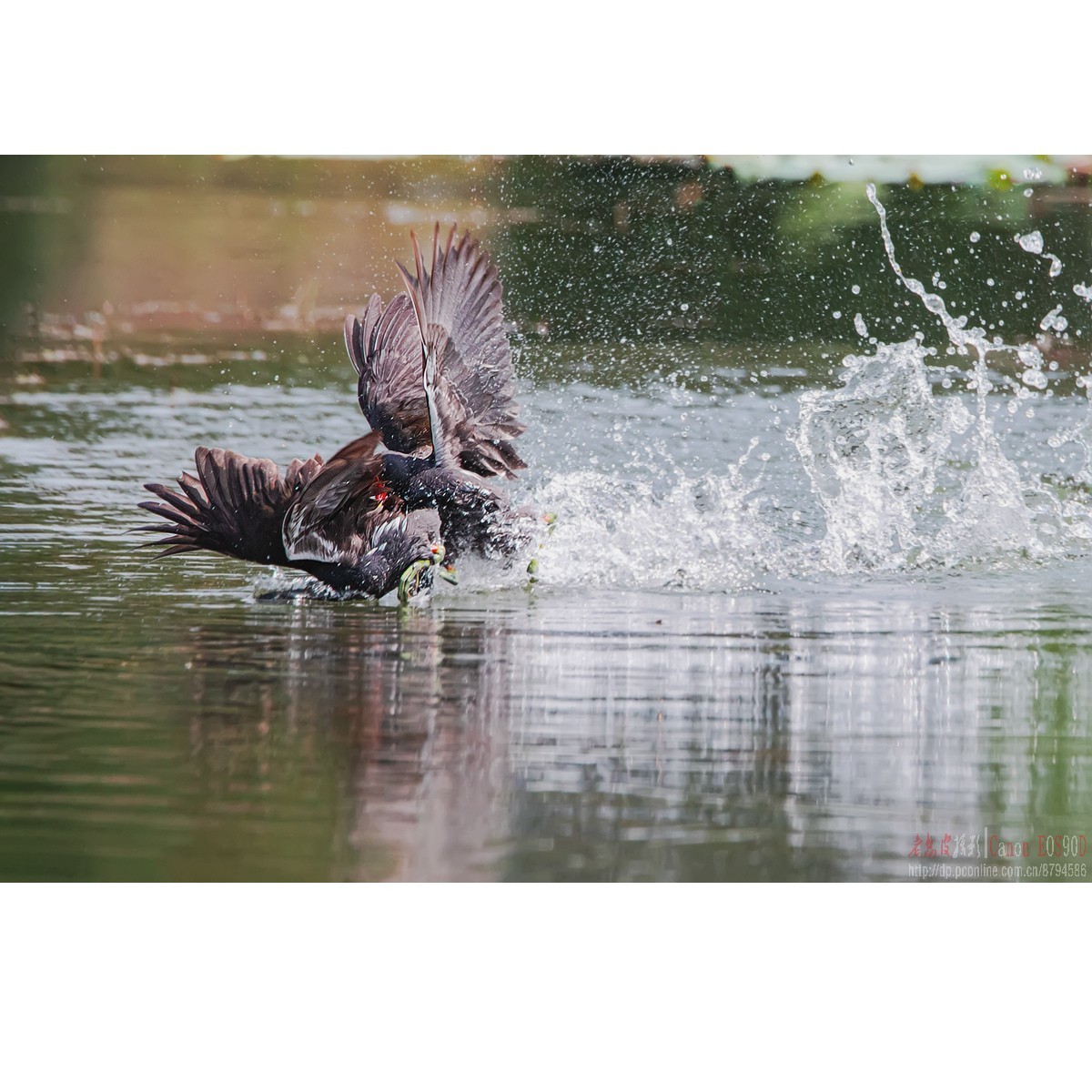 黑水鸡：领地保卫战