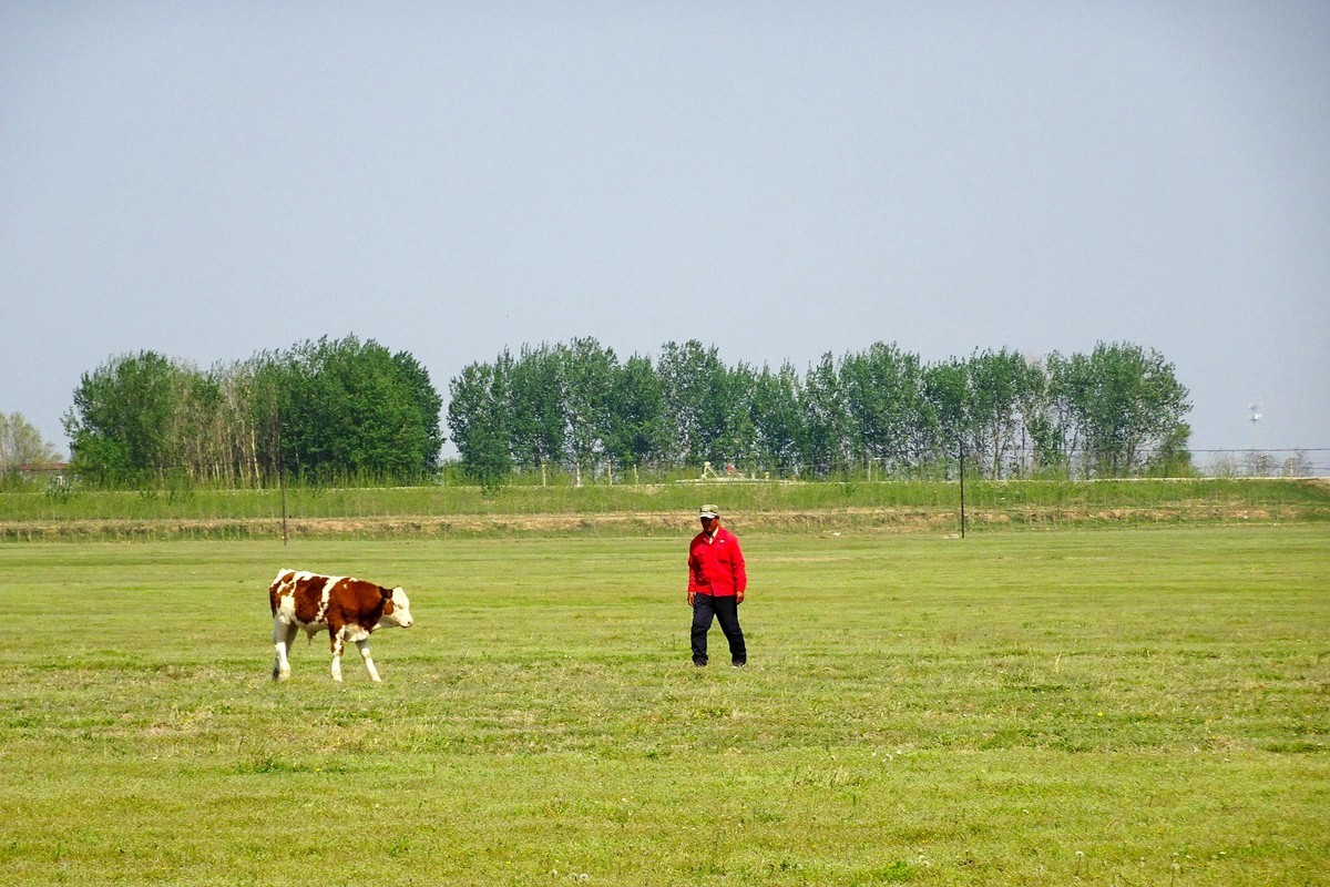 “盘锦”草原牛儿壮