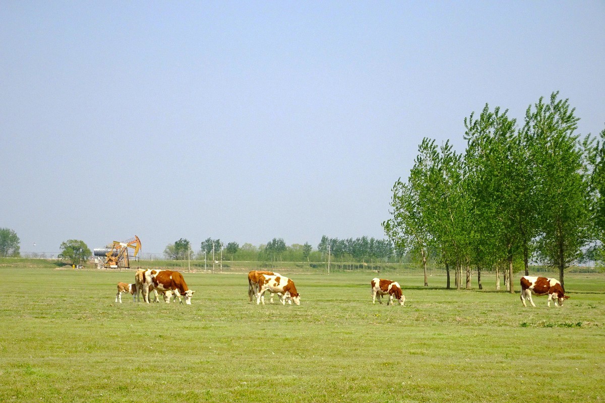 “盘锦”草原牛儿壮