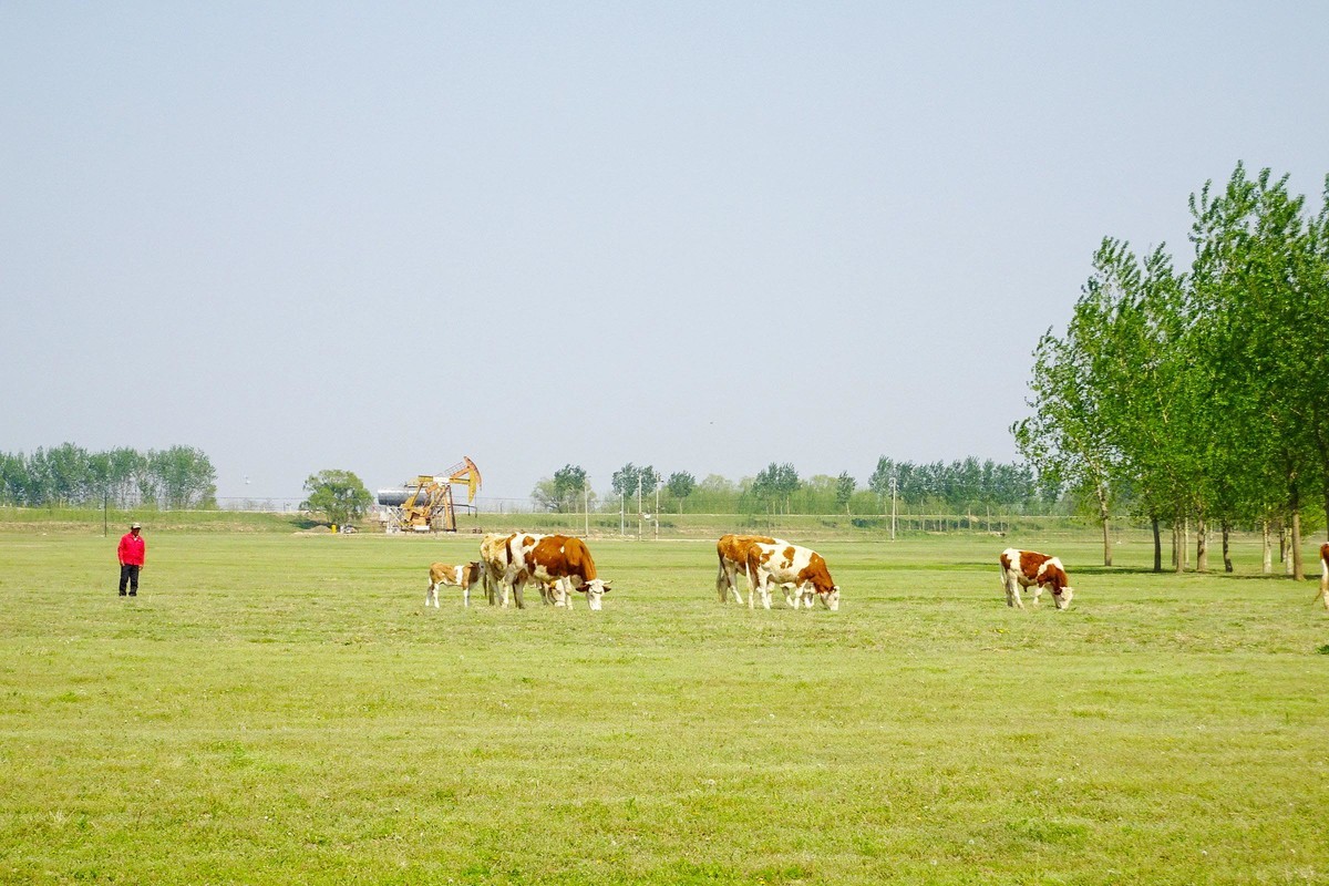 “盘锦”草原牛儿壮