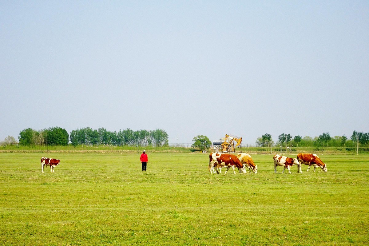 “盘锦”草原牛儿壮