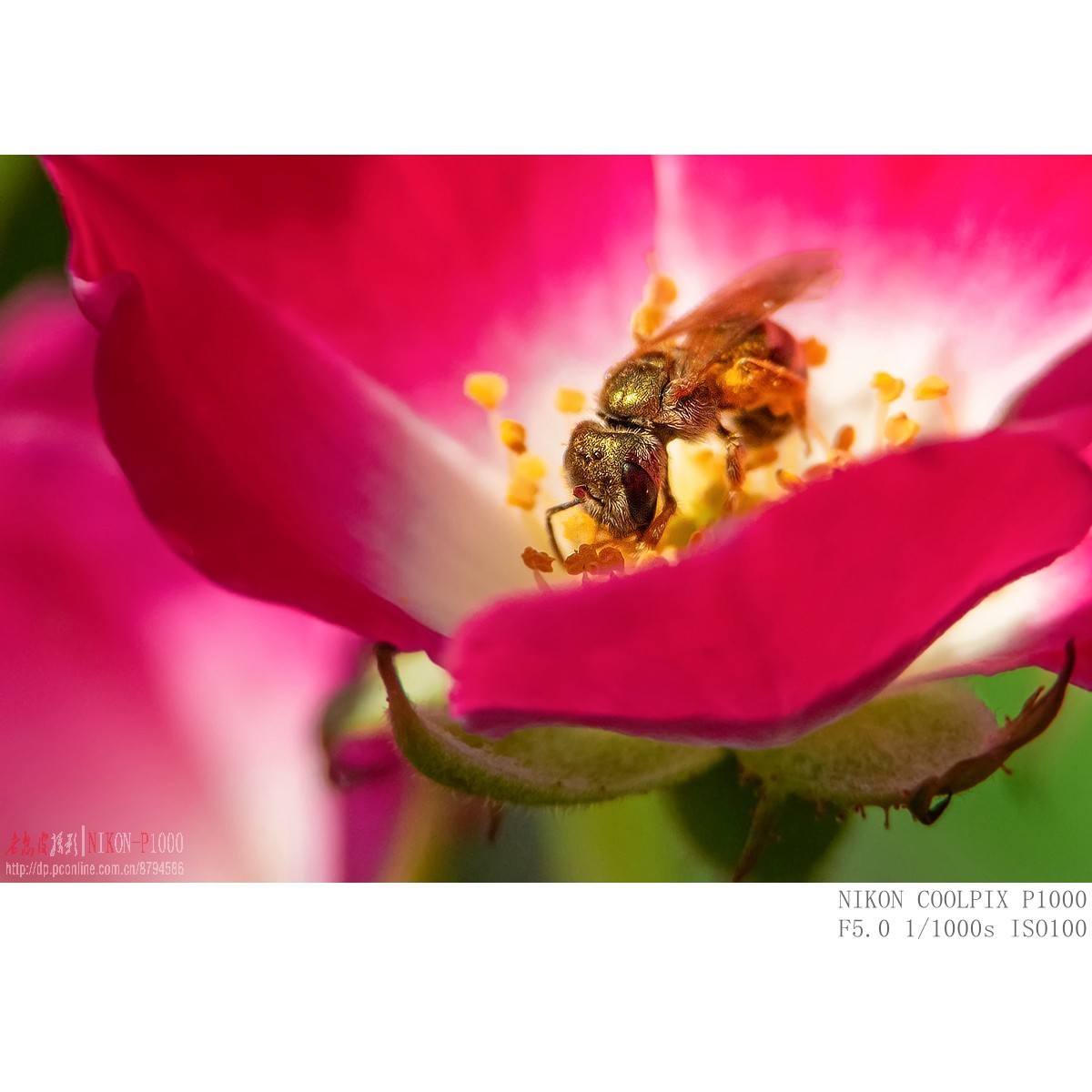 食蚜蝇 切叶蜂 黄胡蜂等