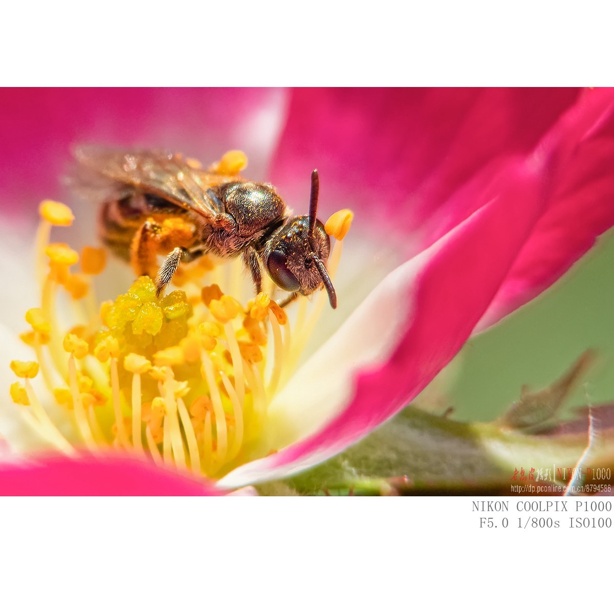 食蚜蝇 切叶蜂 黄胡蜂等