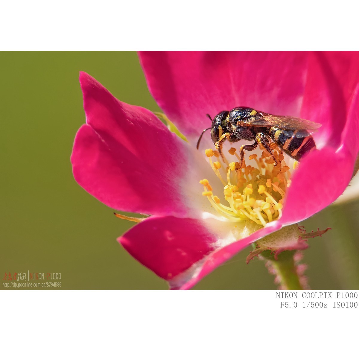 食蚜蝇 切叶蜂 黄胡蜂等