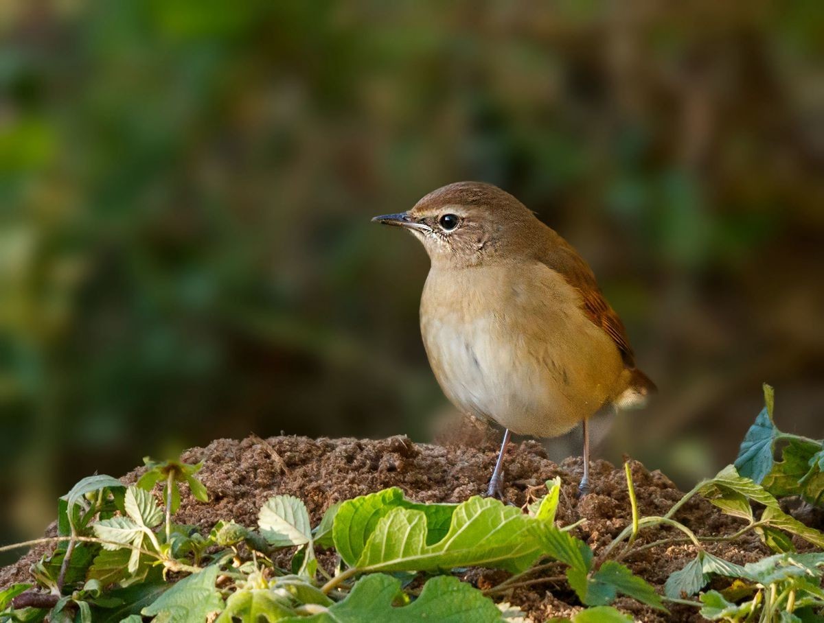 红靛颏（雌鸟）--摄于滹沱河生态园