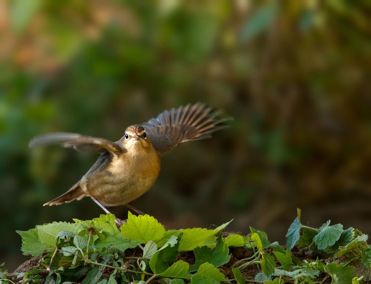 红靛颏（雌鸟）--摄于滹沱河生态园
