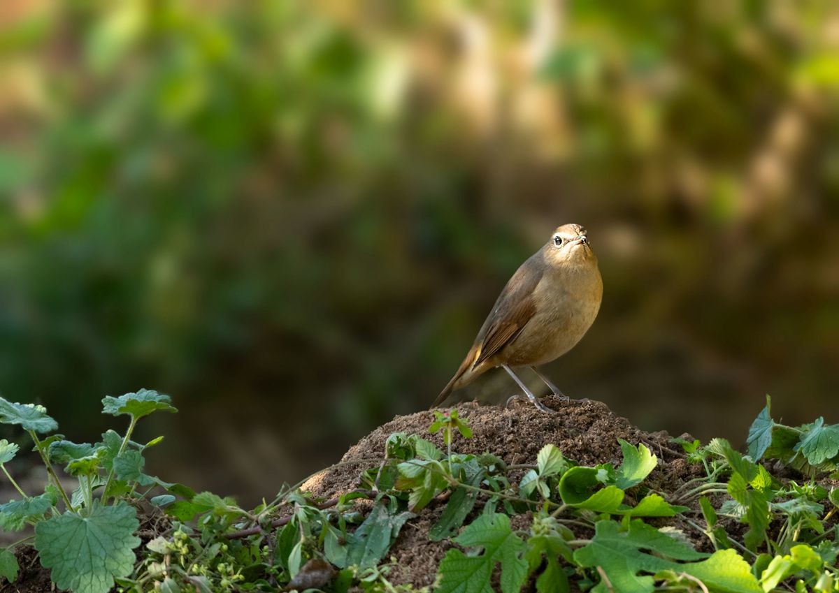红靛颏（雌鸟）--摄于滹沱河生态园