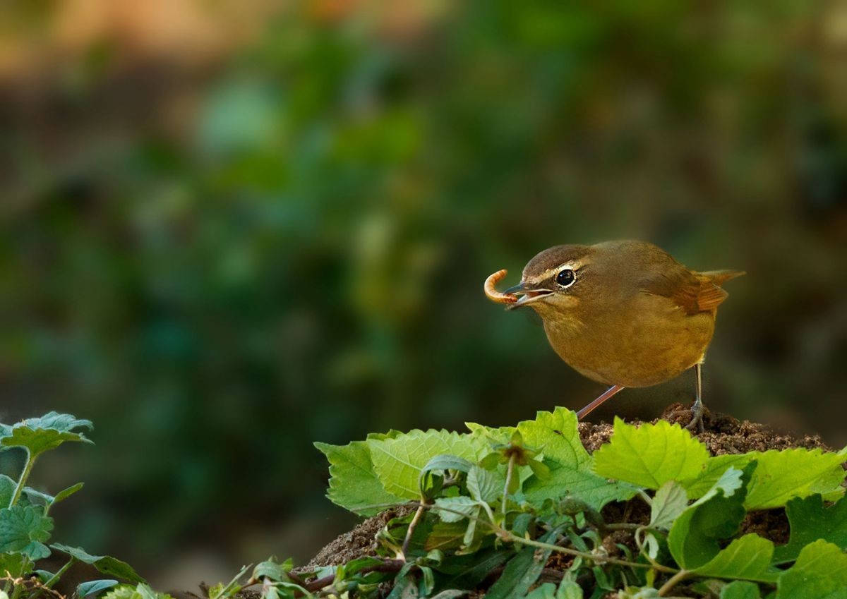红靛颏（雌鸟）--摄于滹沱河生态园