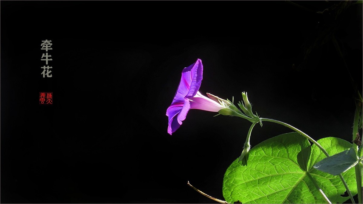 光影牵牛花