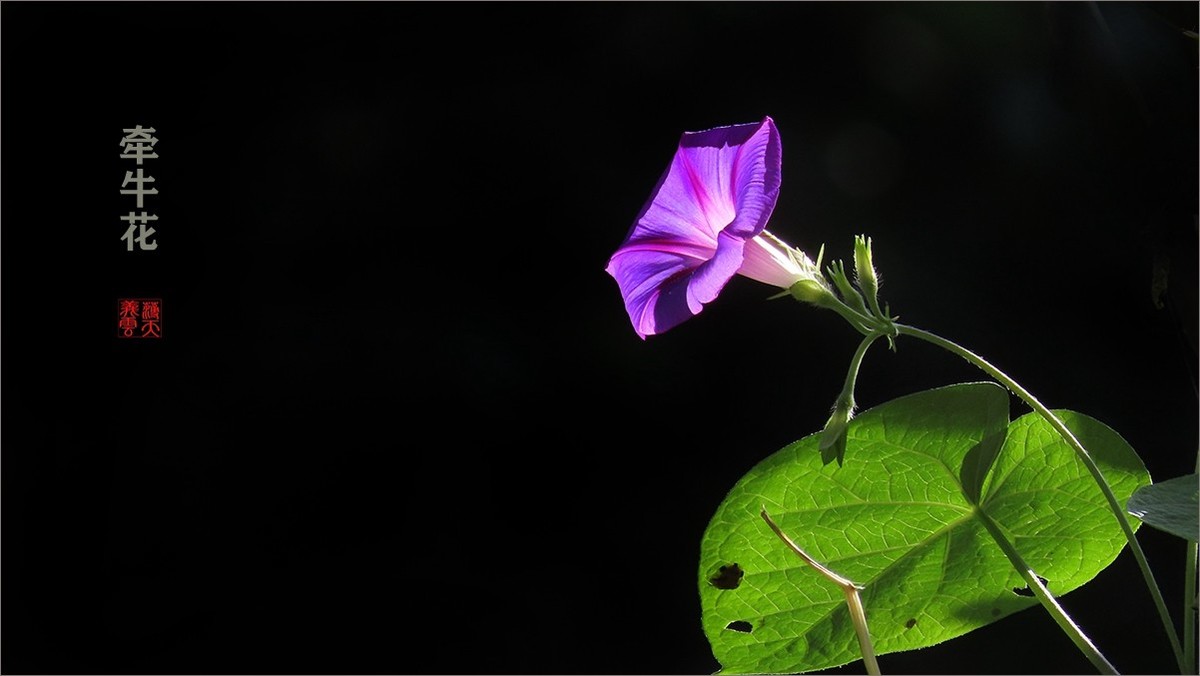 光影牵牛花