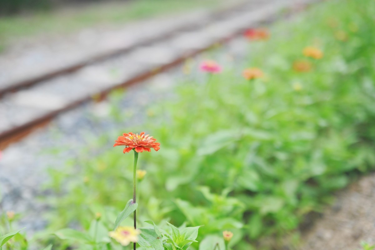 国庆游皖南山门粉黛花海随拍六