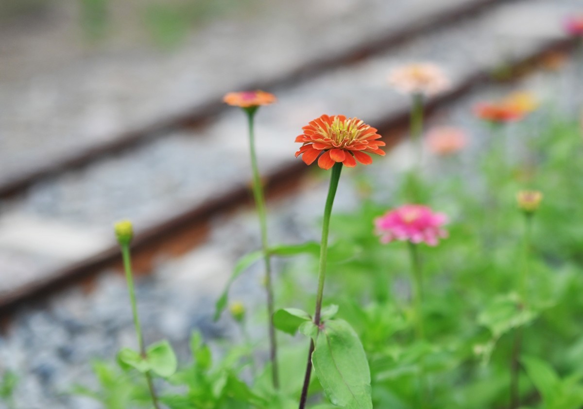 国庆游皖南山门粉黛花海随拍六