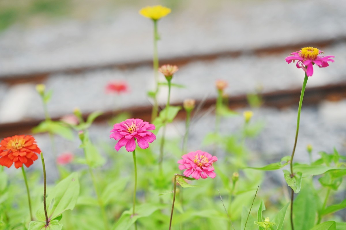 国庆游皖南山门粉黛花海随拍六
