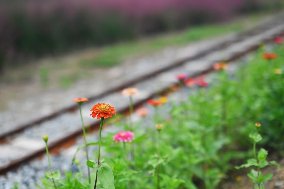 国庆游皖南山门粉黛花海随拍六