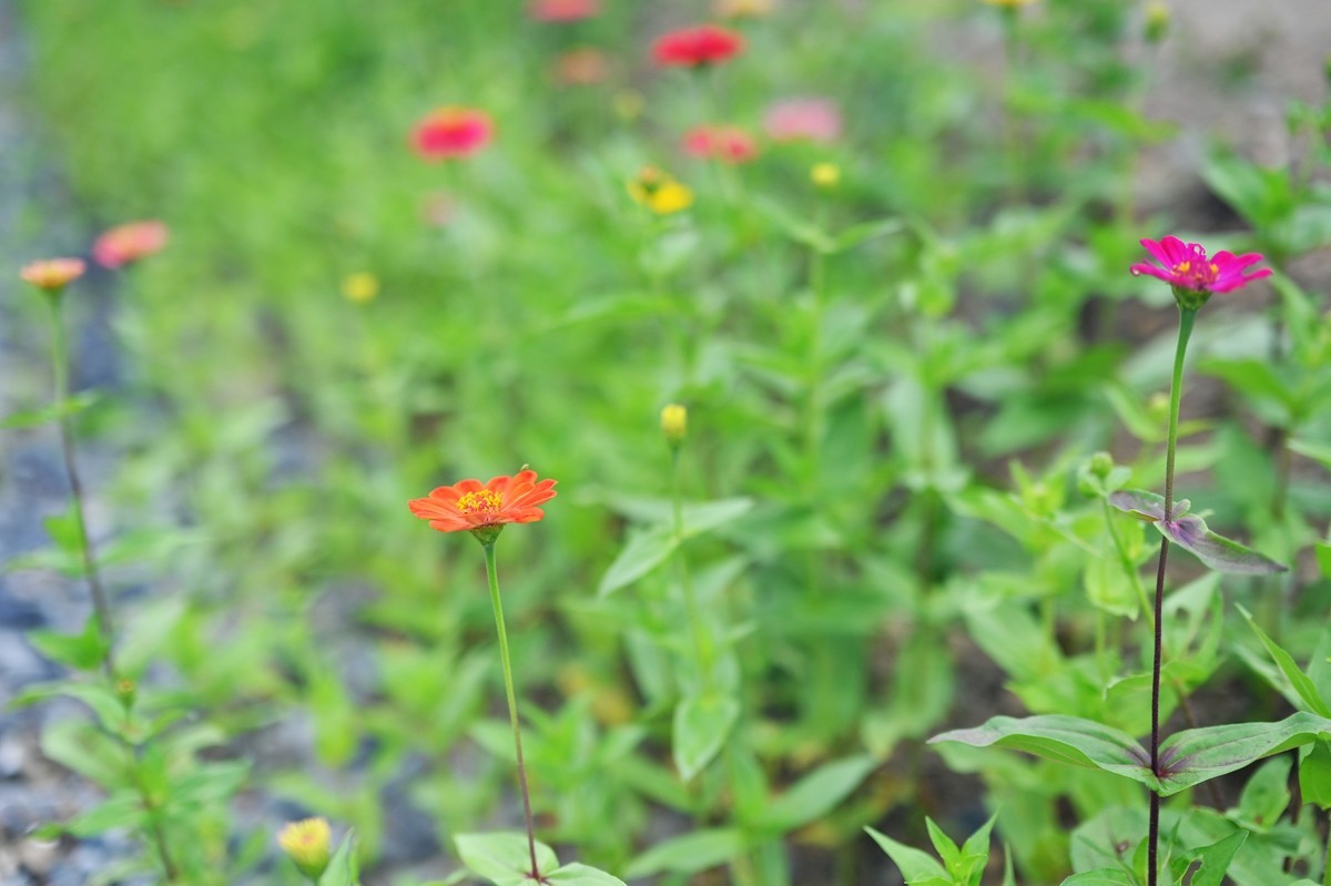 国庆游皖南山门粉黛花海随拍六