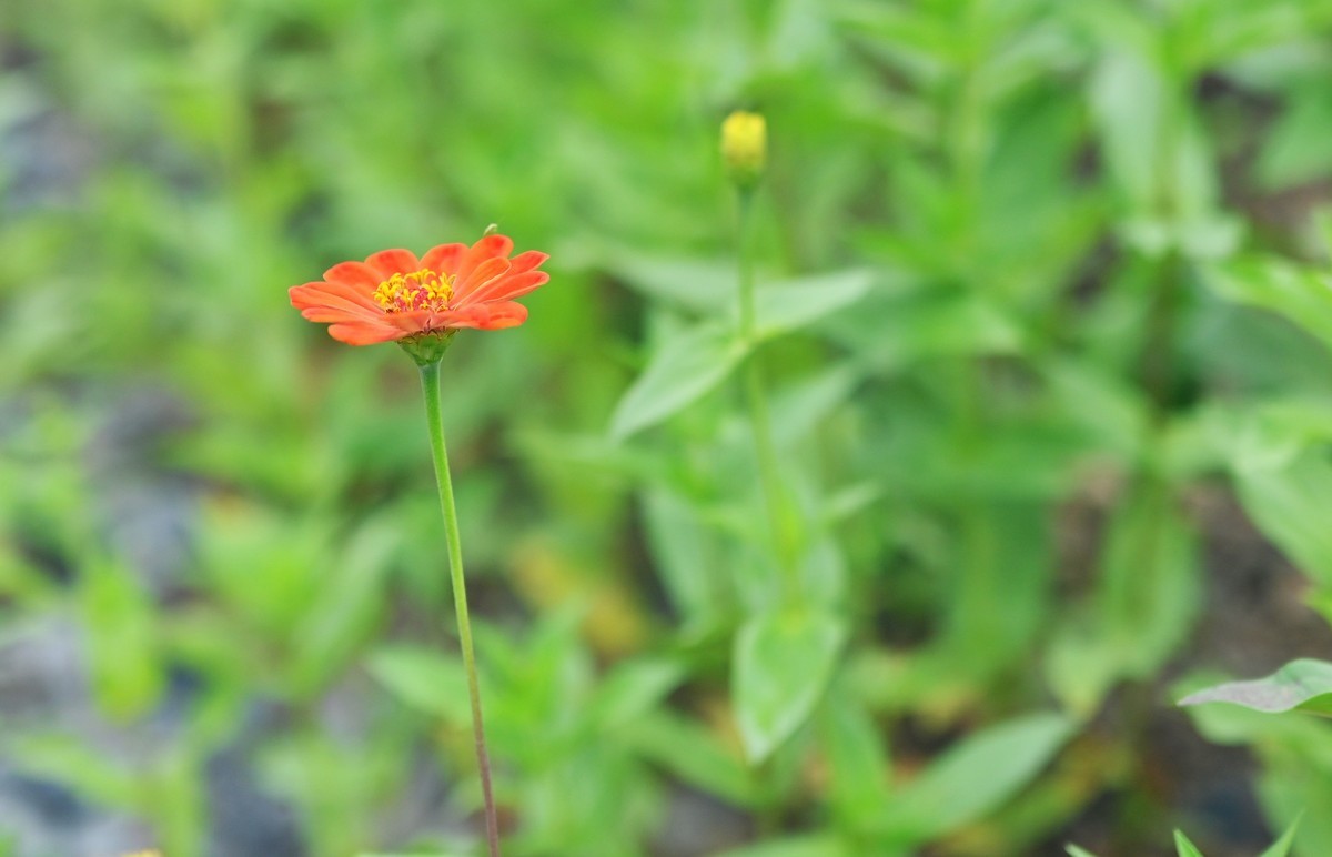 国庆游皖南山门粉黛花海随拍六
