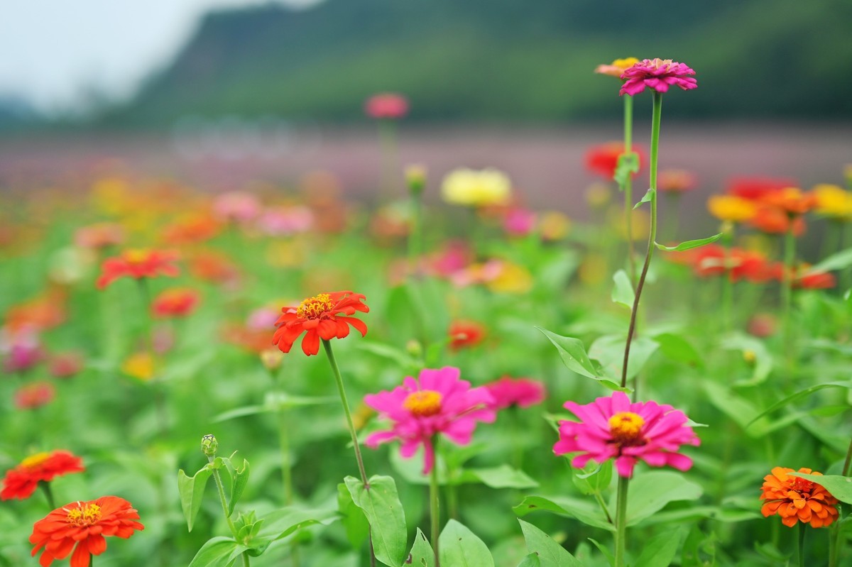 国庆游皖南山门粉黛花海随拍六