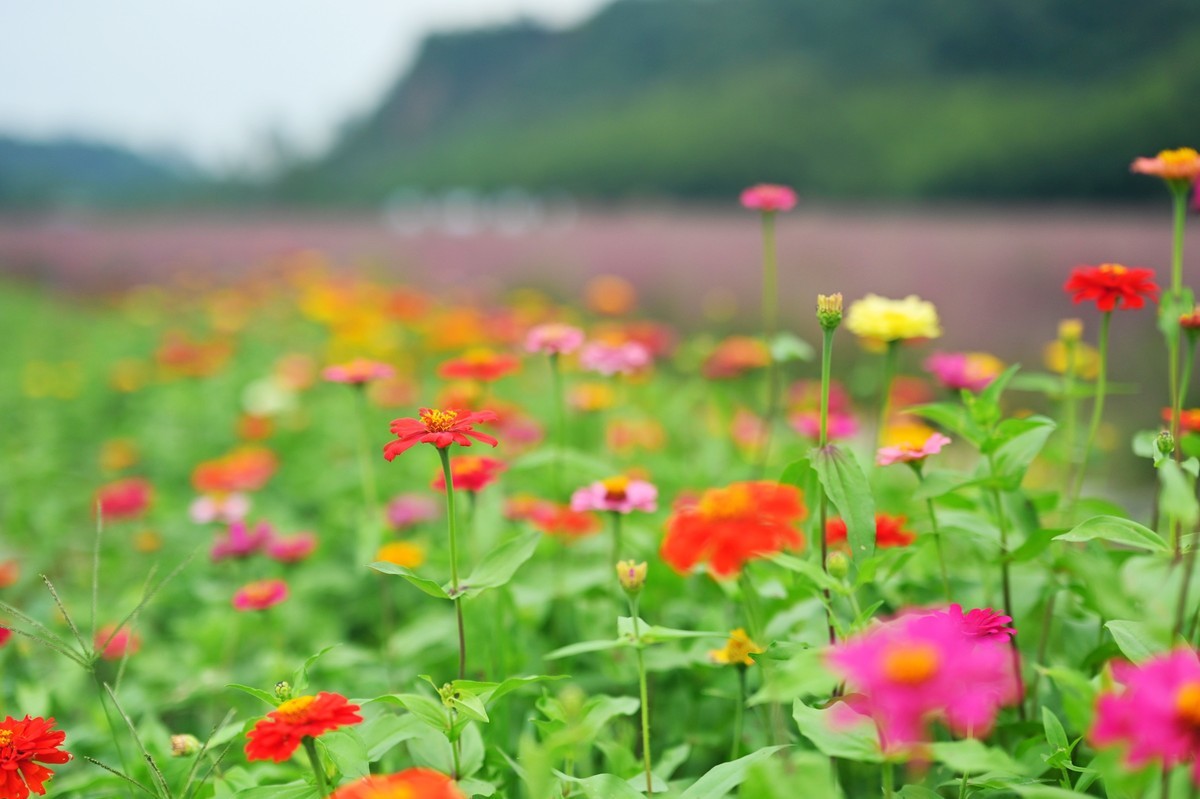 国庆游皖南山门粉黛花海随拍六