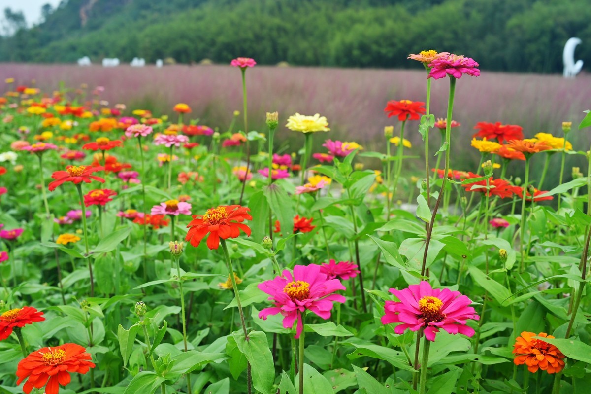 国庆游皖南山门粉黛花海随拍六