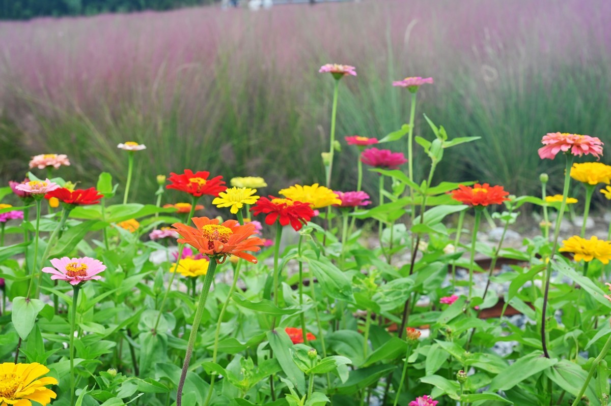 国庆游皖南山门粉黛花海随拍六