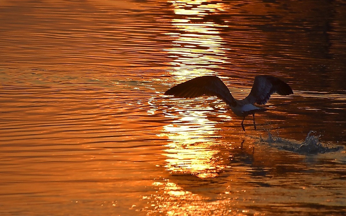 今日冬至   黄河精彩