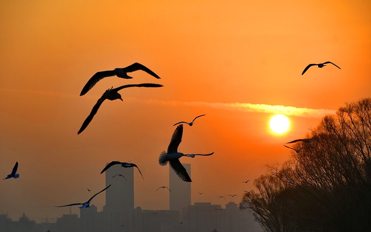 今日冬至   黄河精彩